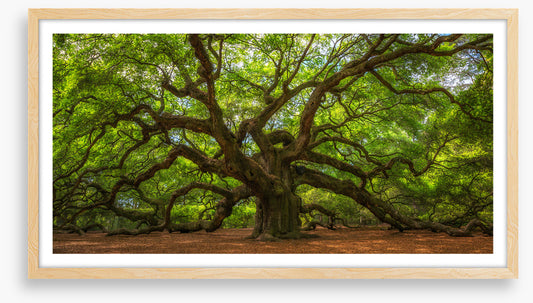 Angel Oak greens