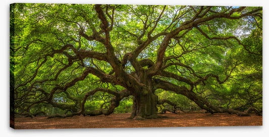 Angel Oak greens
