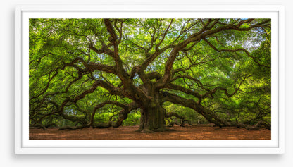 Angel Oak greens