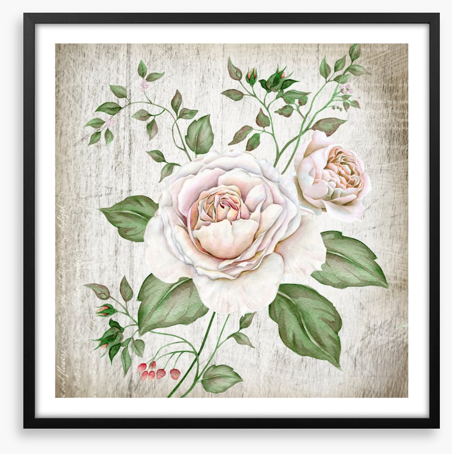 Tea rose two