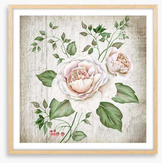 Tea rose two