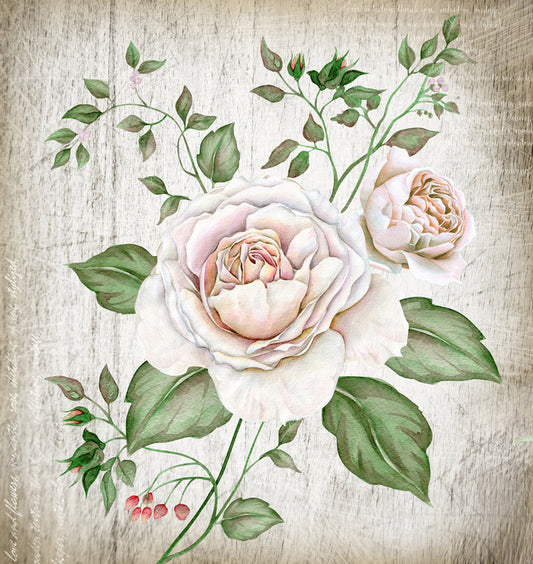 Tea rose two
