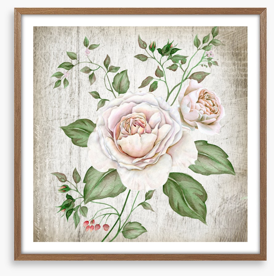 Tea rose two
