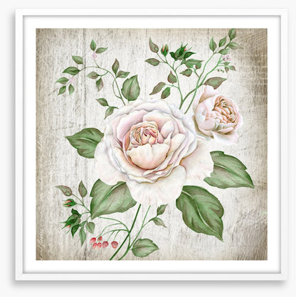 Tea rose two