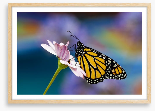 Monarch of spring