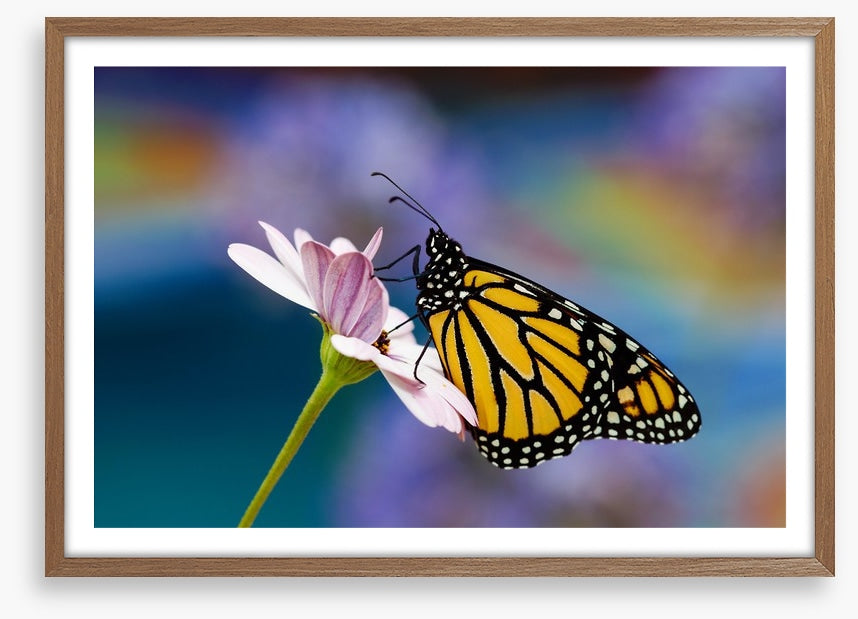Monarch of spring