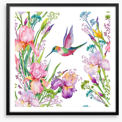 Iris and hummingbird