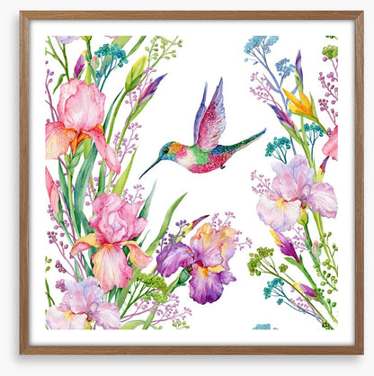 Iris and hummingbird