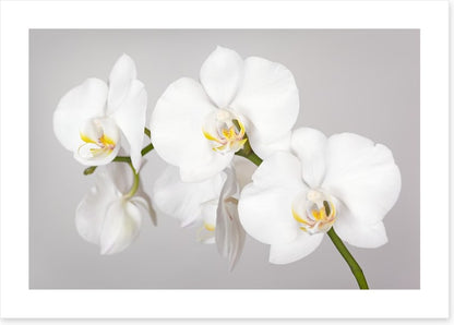 White orchid branch