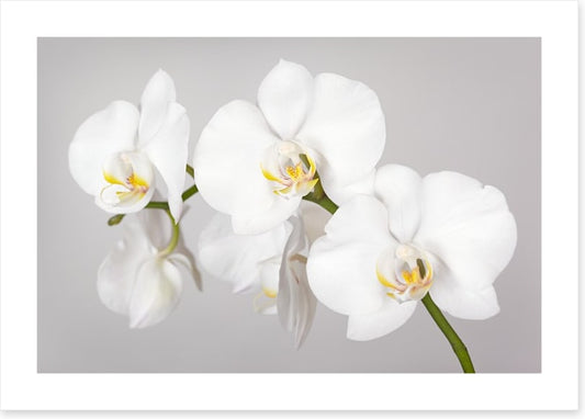 White orchid branch