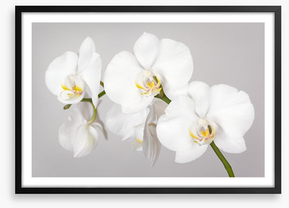 White orchid branch