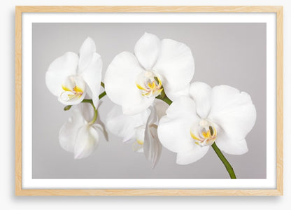 White orchid branch