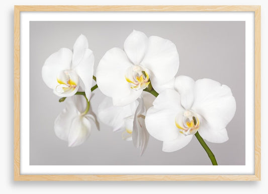 White orchid branch