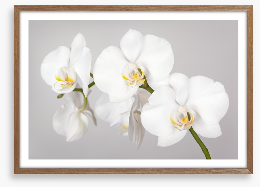 White orchid branch