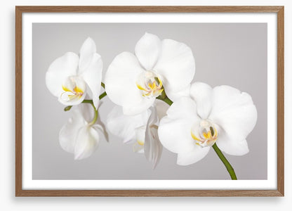 White orchid branch