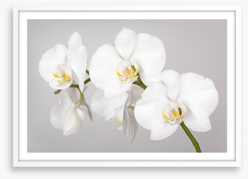 White orchid branch