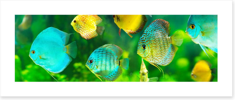 Discus fish panorama