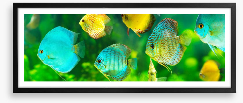 Discus fish panorama