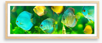 Discus fish panorama