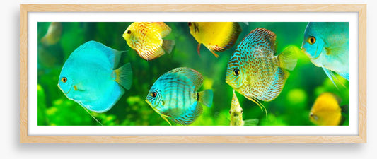 Discus fish panorama