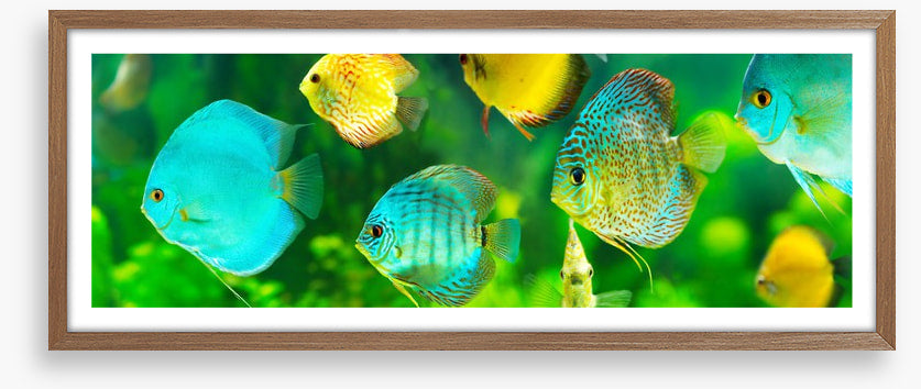 Discus fish panorama