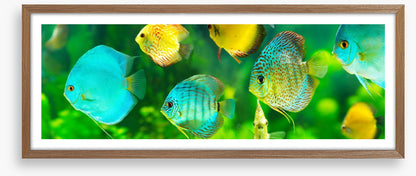 Discus fish panorama