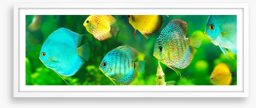 Discus fish panorama