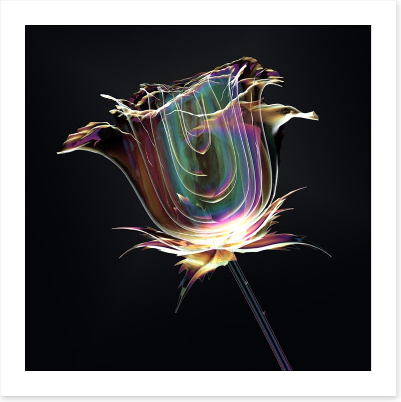 The glass rose