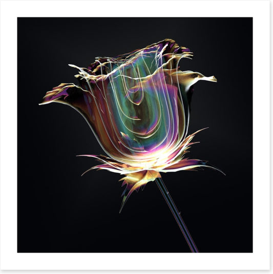 The glass rose