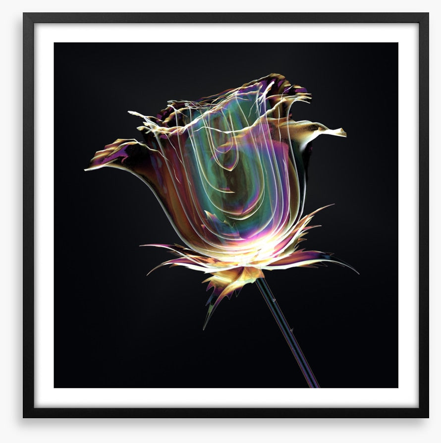 The glass rose