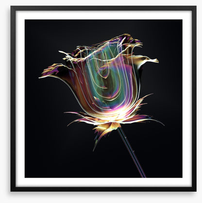 The glass rose