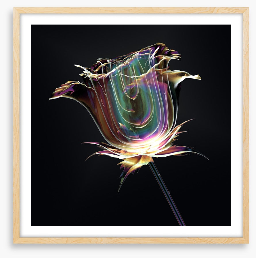 The glass rose