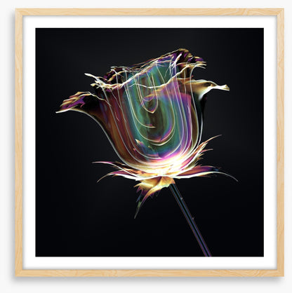 The glass rose