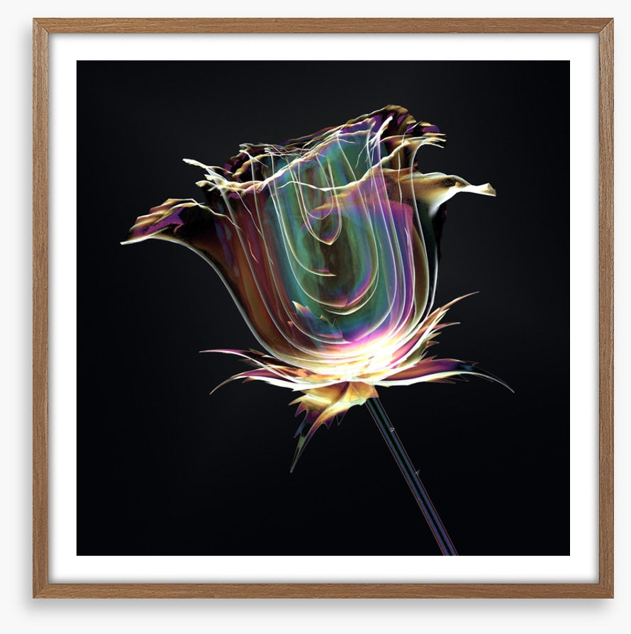 The glass rose