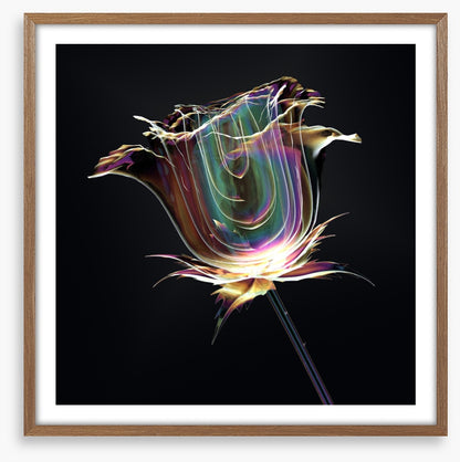 The glass rose