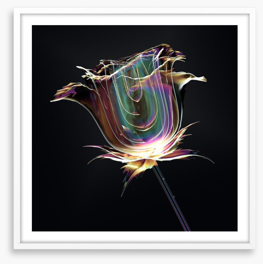 The glass rose