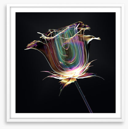 The glass rose