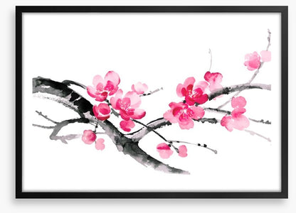 Cherry blossom branch