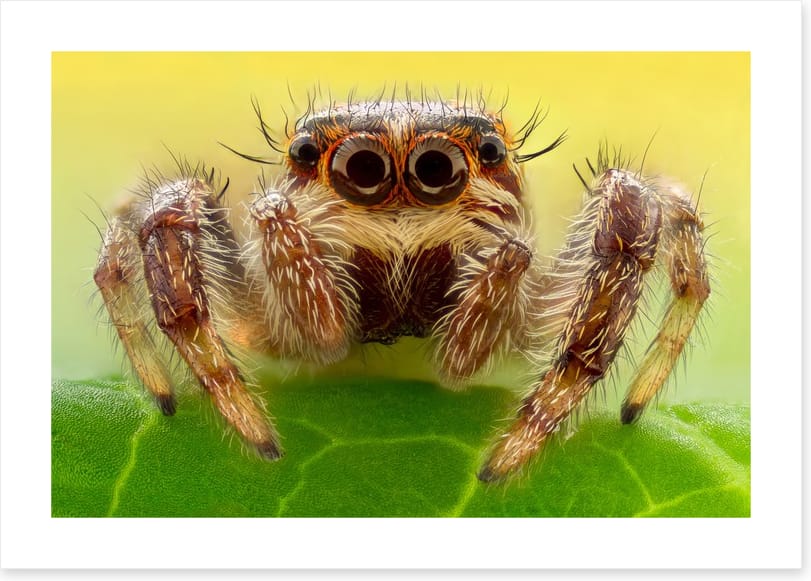Insects