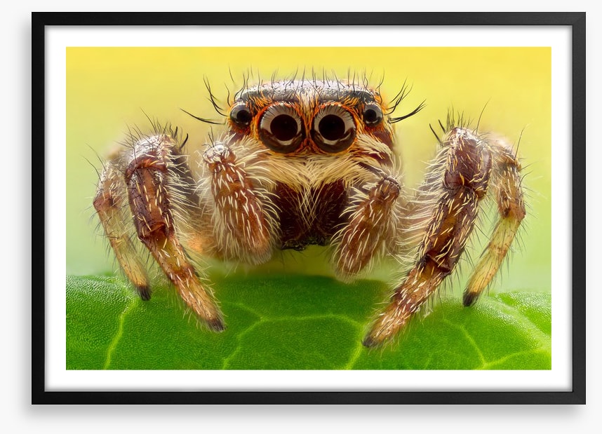 Insects