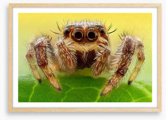 Insects