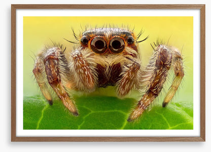 Insects