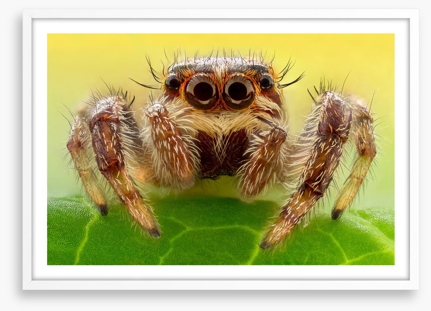 Insects