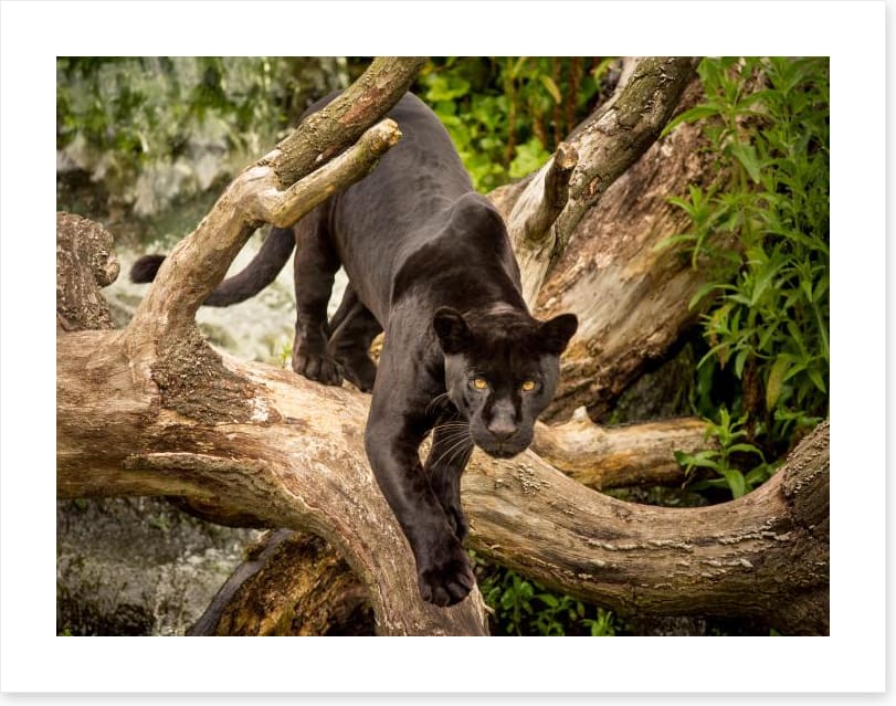 Stealth mode
