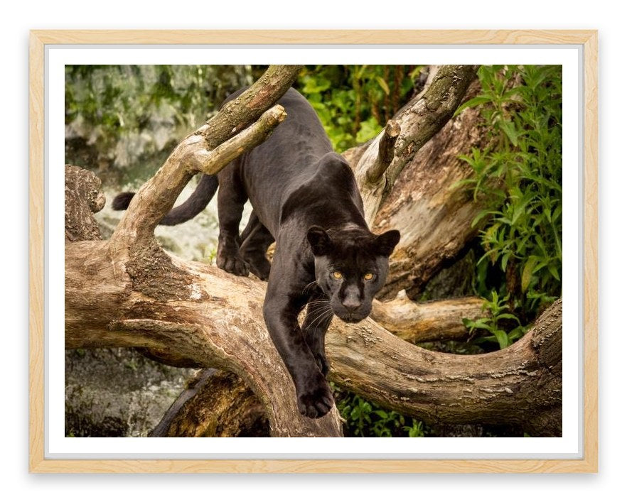 Stealth mode