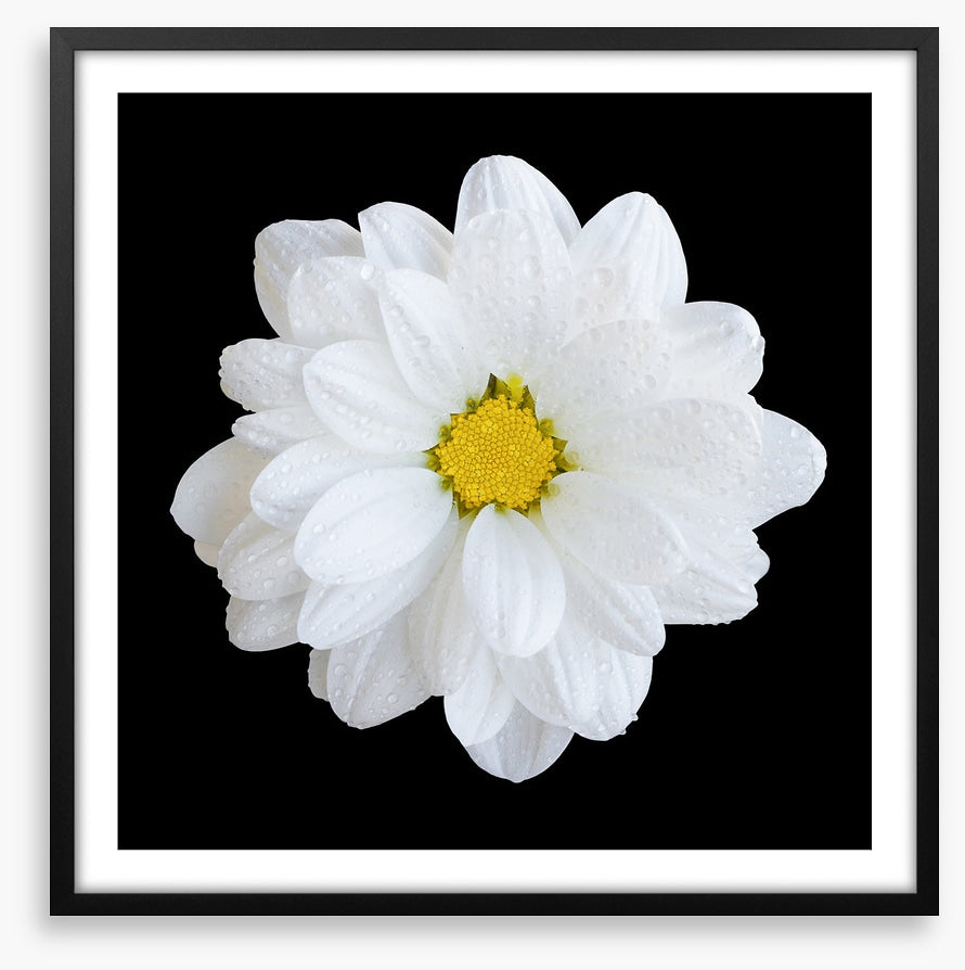 White gerbera daisy
