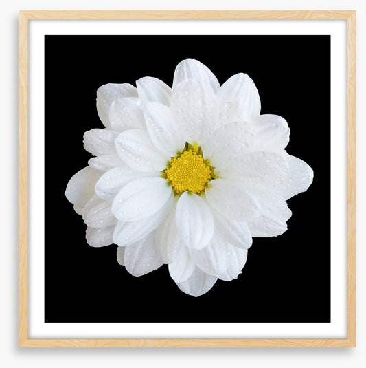 White gerbera daisy