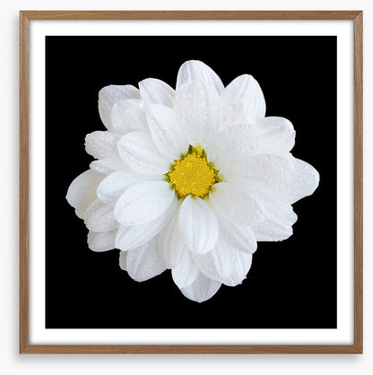 White gerbera daisy
