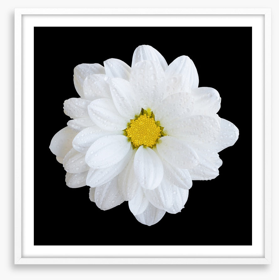 White gerbera daisy