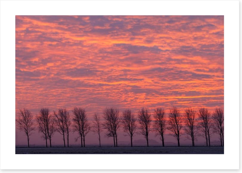 Trees